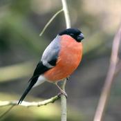 Eurasian Bullfinch